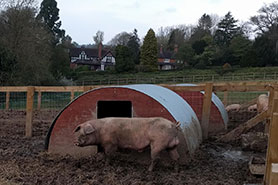 British Landrace pig, buying guide