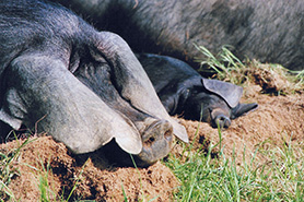 Large Black pig, buying guide
