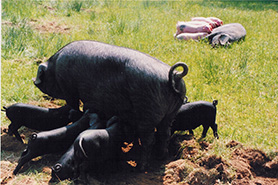 Large Black pig, conservation plan