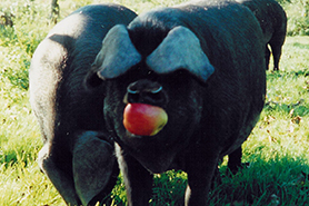 Large Black pig, me and my pigs