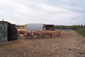 Tamworth pig, buying guide