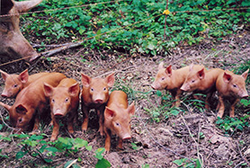 Tamworth pig, conservation