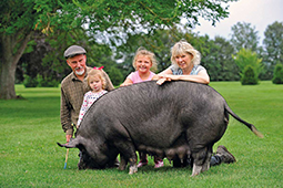 Berkshire pedigree pig