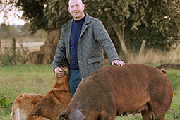 Duroc pedigree pig