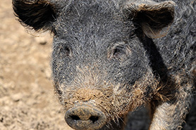 Mangalitza pig, me and my pigs