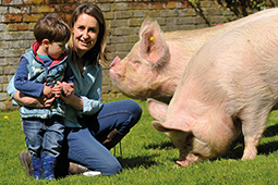 Middle White pedigree pig