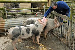 Pietrain pedigree pig