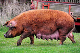 Duroc pedigree pig
