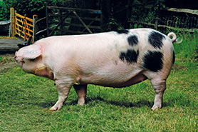 Gloucestershire Old Spot pig, breed standards