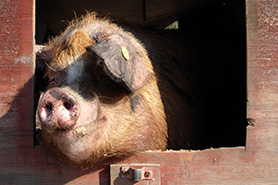 Oxford Sandy and Black pig, me and my pigs