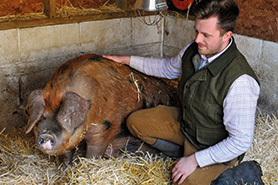 Berkshire pig, me and my pigs