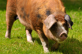Oxford Sandy and Black pig, buying guide