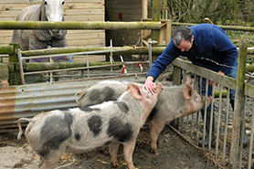 Pietrain pig, me and my pigs