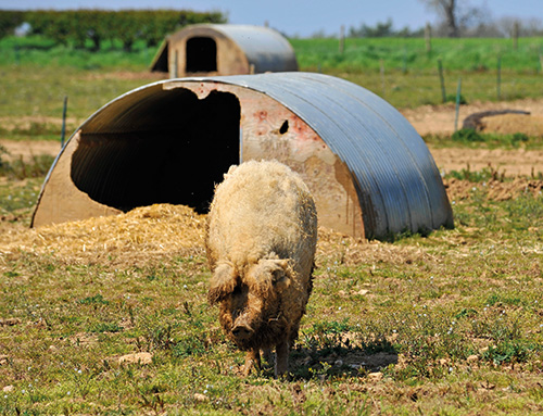 Mangalitza pig in a field