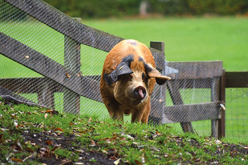 Oxford Sandy and Black pedigree pig