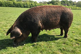 Duroc pig, survey results