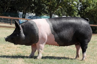 Hampshire pedigree pig
