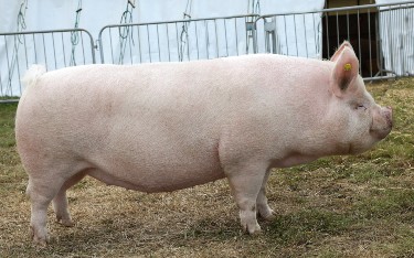 Middle White pedigree pig