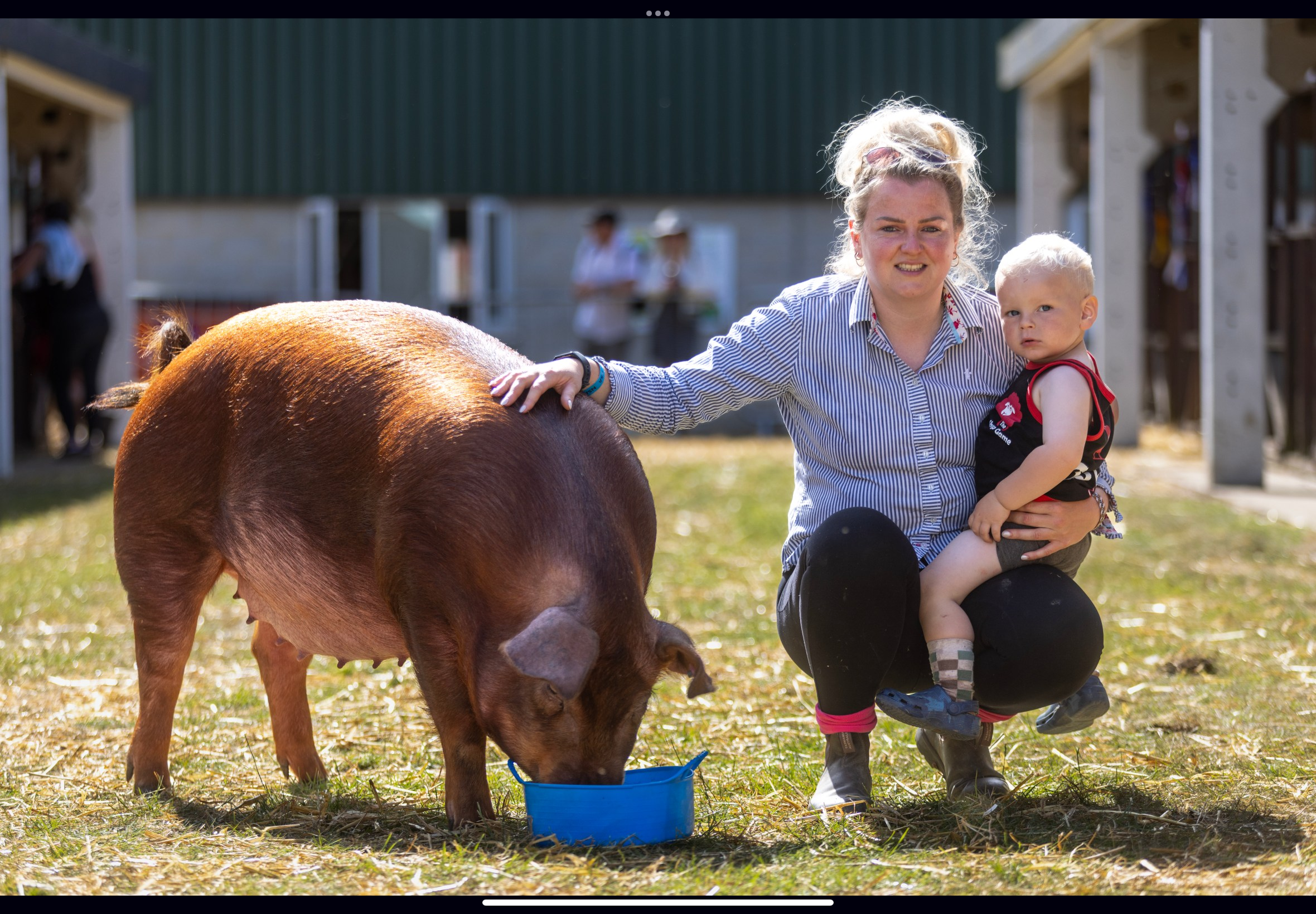 Berkshire pig