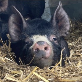 Berkshire pig