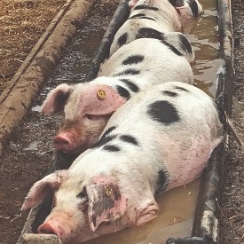 Berkshire pig