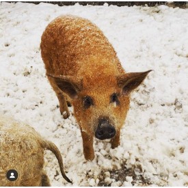 Berkshire pig
