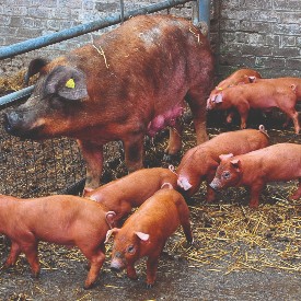 Berkshire pig