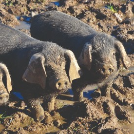 Berkshire pig
