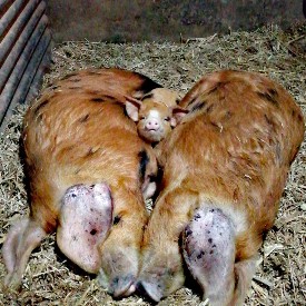Berkshire pig