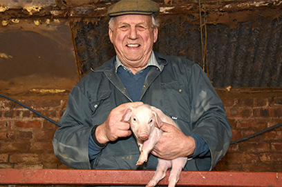 Welsh pigs - Retirement hobby works to sustain rare breed pigs
